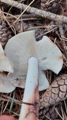 Rhodocollybia