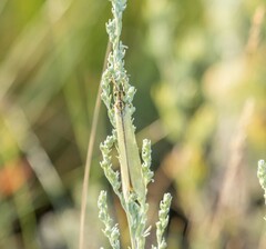 Myrmecaelurus trigrammus
