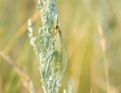Myrmecaelurus trigrammus