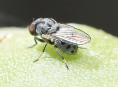 Leucopis bellula