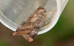 Noctua janthina