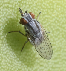 Leucopis bellula