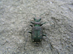 Cicindela limbalis