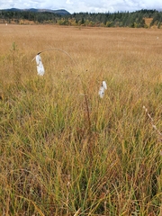 Eriophorum latifolium