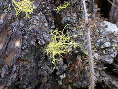 Letharia vulpina