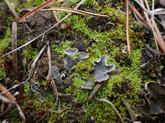 Peltigera