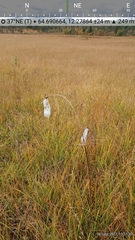 Eriophorum latifolium