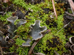 Peltigera