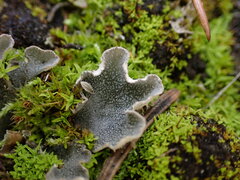 Peltigera
