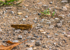 Dissosteira carolina