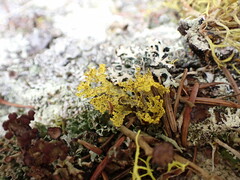 Vulpicida canadensis