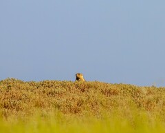 Marmota bobak