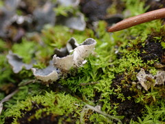 Peltigera