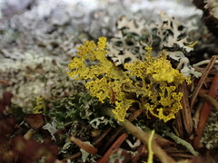 Vulpicida canadensis