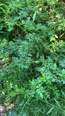 Microstegium vimineum