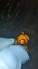 Pelidnota punctata