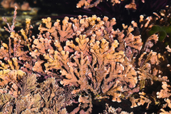 Corallinaceae