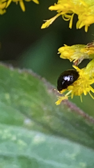 Phalacridae