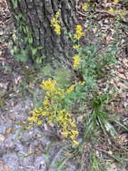 Solidago chapmanii