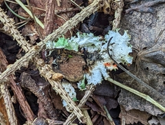 Parmotrema hypotropum