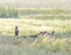 Marmota bobak