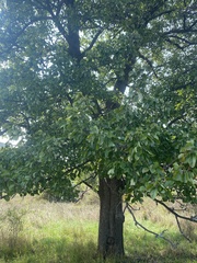 Pyrus communis