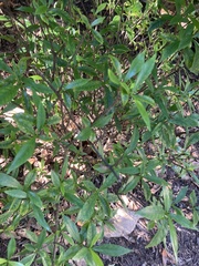 Gardenia jasminoides