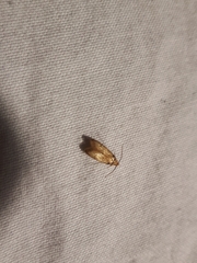 Plodia interpunctella