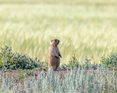 Marmota bobak