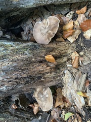 Pluteus cervinus