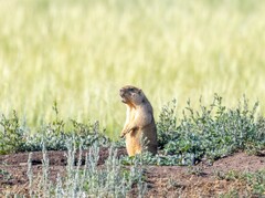 Marmota bobak