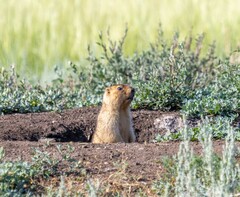 Marmota bobak