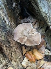 Pluteus cervinus