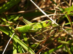 Euthystira brachyptera