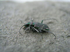 Cicindela limbalis
