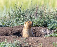 Marmota bobak