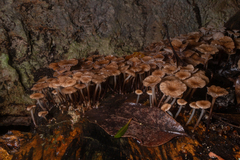 Mycena subgalericulata