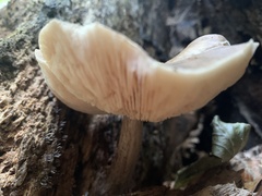 Pluteus cervinus