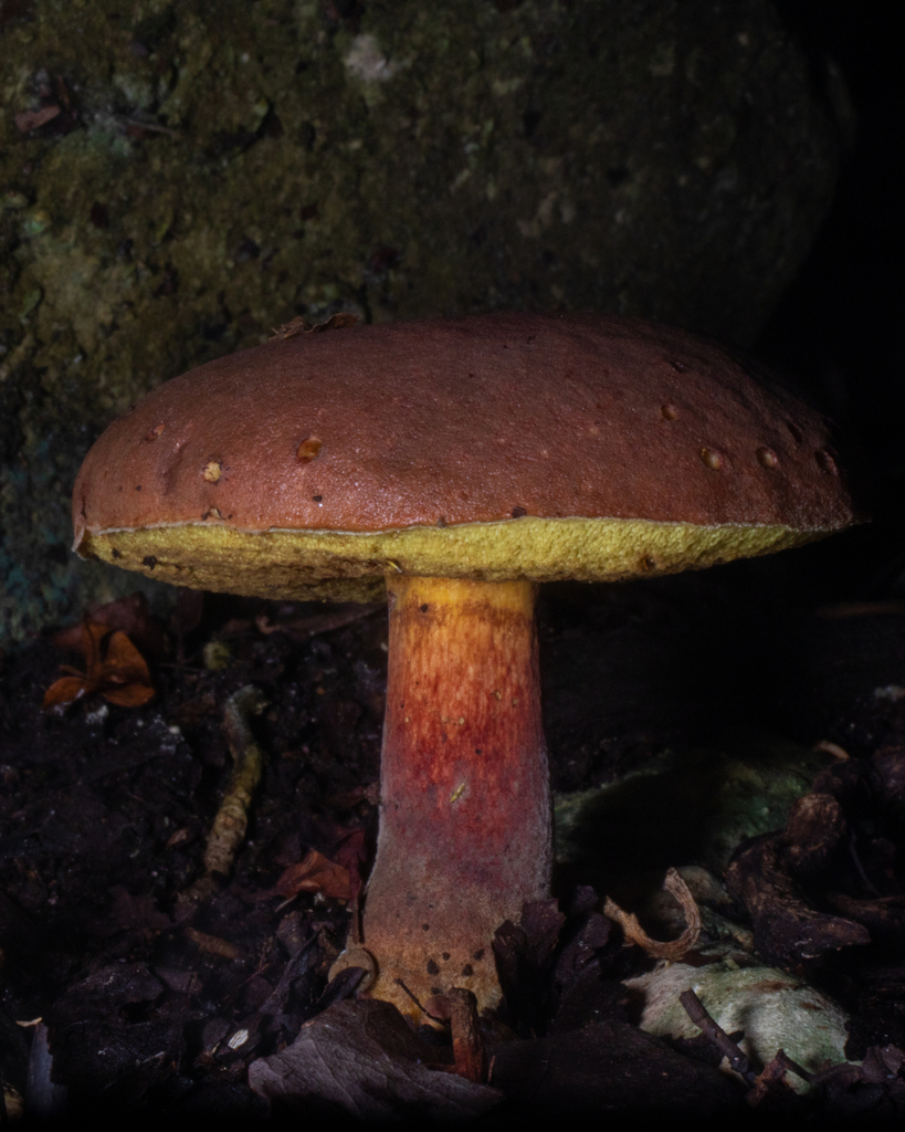 Neoboletus antillanus from Municipio de Tulum, Q.R., México on