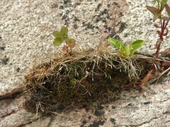 Eleocharis acicularis