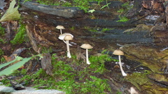 Pluteus longistriatus