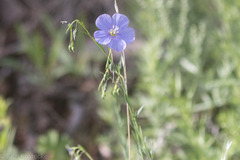 Linum lewisii