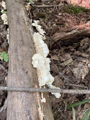 Trametes