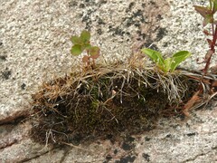 Eleocharis acicularis