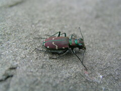 Cicindela limbalis
