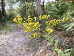 Solidago chapmanii