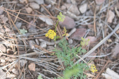 Cymopterus lemmonii