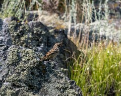 Emberiza hortulana
