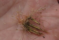Eleocharis acicularis