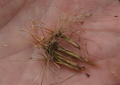 Eleocharis acicularis